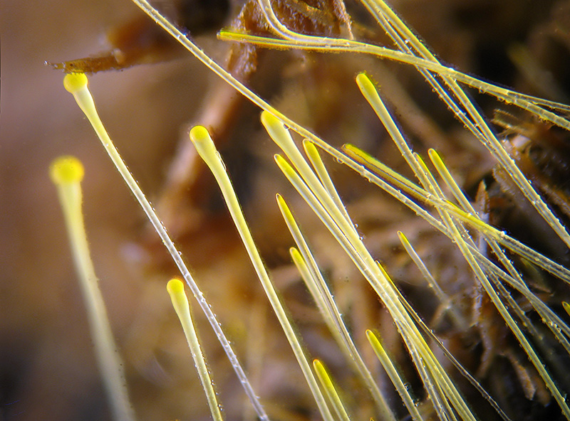 Pilobolus sp. istruzioni per l''uso...